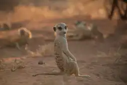 Watch and Download The Meerkats 6