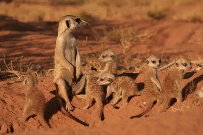 Watch and Download The Meerkats 7