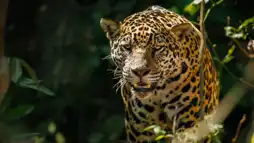 Watch and Download The Phantom Cat: Jaguar 1
