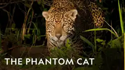 Watch and Download The Phantom Cat: Jaguar 2