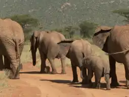 Watch and Download The Secret Life of Elephants 1