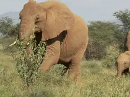 Watch and Download The Secret Life of Elephants 2