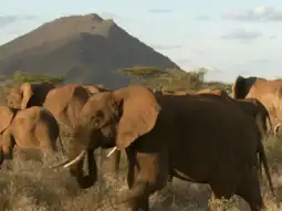 Watch and Download The Secret Life of Elephants 3