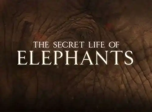 Watch and Download The Secret Life of Elephants 4