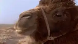 Watch and Download The Story of the Weeping Camel 13