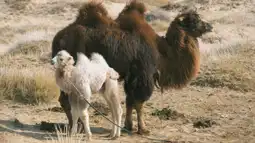 Watch and Download The Story of the Weeping Camel 2