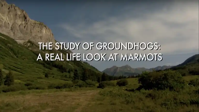 Watch and Download The Study Of Groundhogs: A Real Life Look At Marmots 1