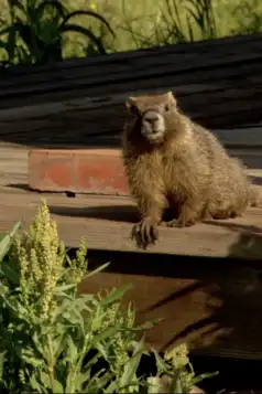 Watch and Download The Study Of Groundhogs: A Real Life Look At Marmots