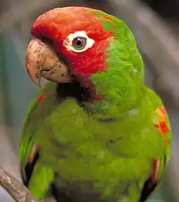 Watch and Download The Wild Parrots of Telegraph Hill 1