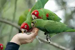 Watch and Download The Wild Parrots of Telegraph Hill 2