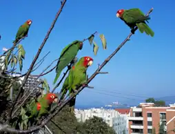 Watch and Download The Wild Parrots of Telegraph Hill 3