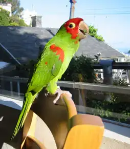 Watch and Download The Wild Parrots of Telegraph Hill 4