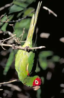 Watch and Download The Wild Parrots of Telegraph Hill 5