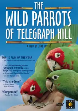 Watch and Download The Wild Parrots of Telegraph Hill 7