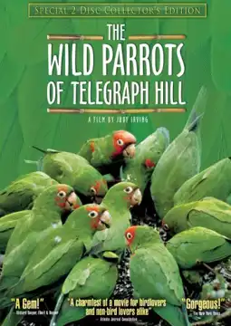 Watch and Download The Wild Parrots of Telegraph Hill 9