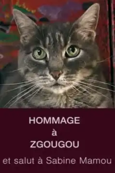 Watch and Download Tribute to Zgougou the Cat