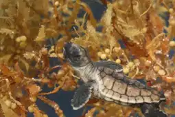 Watch and Download Turtle: The Incredible Journey 2