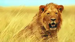 Watch and Download Walking with Lions 1