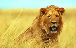 Watch and Download Walking with Lions 2