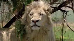 Watch and Download White Lion 1