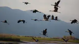 Watch and Download Winged Migration 2