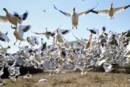 Watch and Download Winged Migration 4