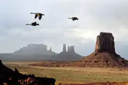 Watch and Download Winged Migration 5