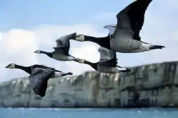 Watch and Download Winged Migration 7