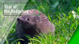 Watch and Download Year of the Hedgehog 1