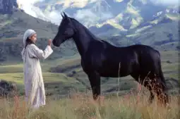 Watch and Download Young Black Stallion 7